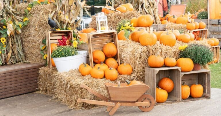 41 Fun Fall Activities For Seniors and Singles!