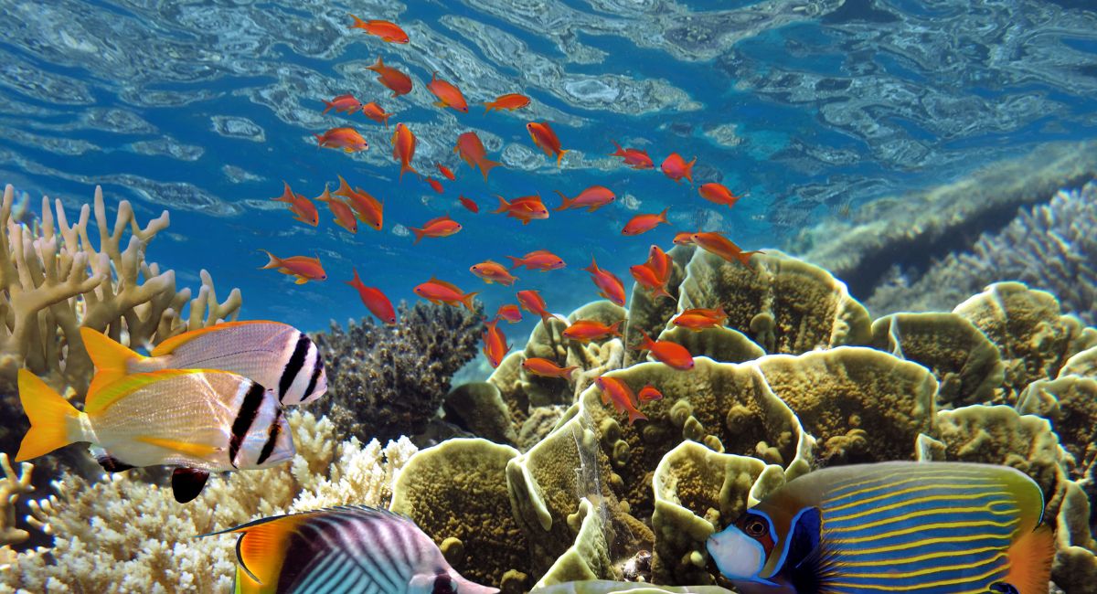 best snorkeling in the caribbean