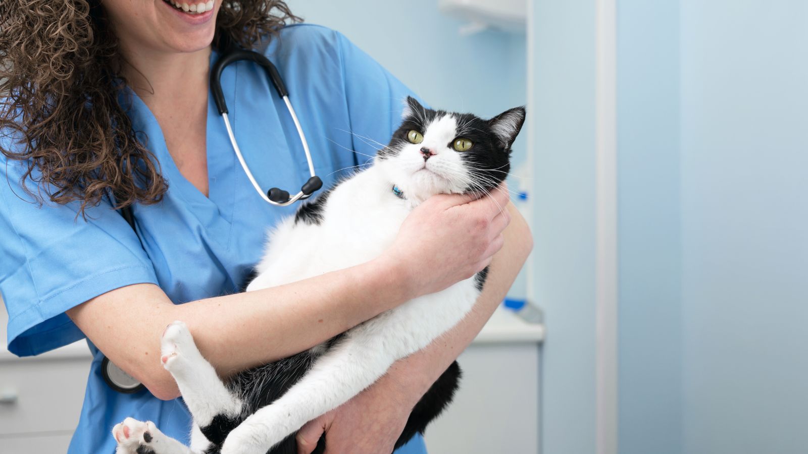cat at vets