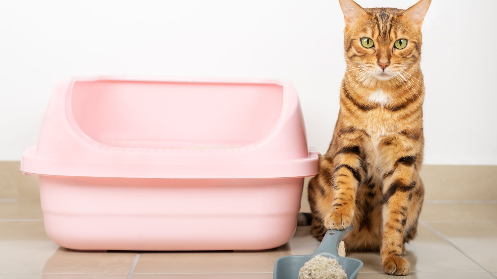 cat with litter box