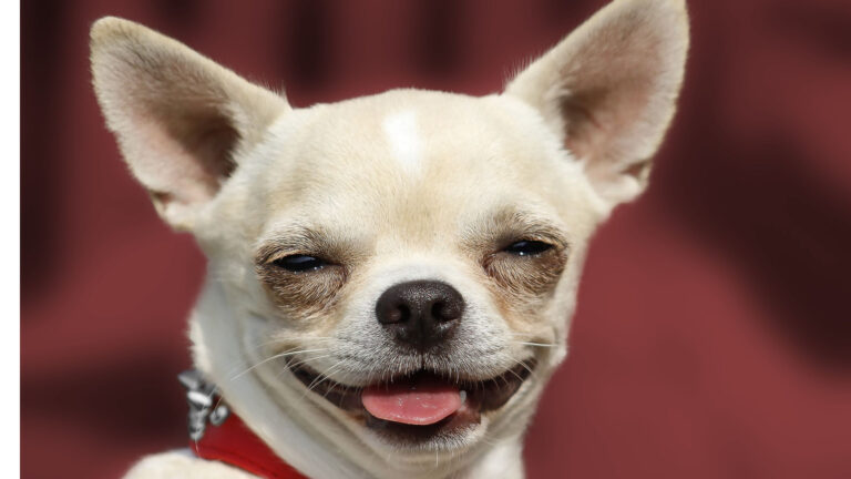 10 Dog Breeds That Are Surprisingly Affectionate