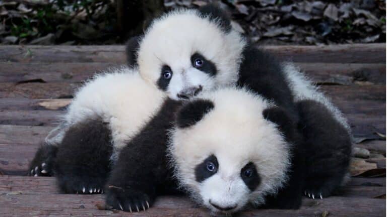 23 Baby Fluffballs Guaranteed to Melt Your Heart - Women Blazing Trails