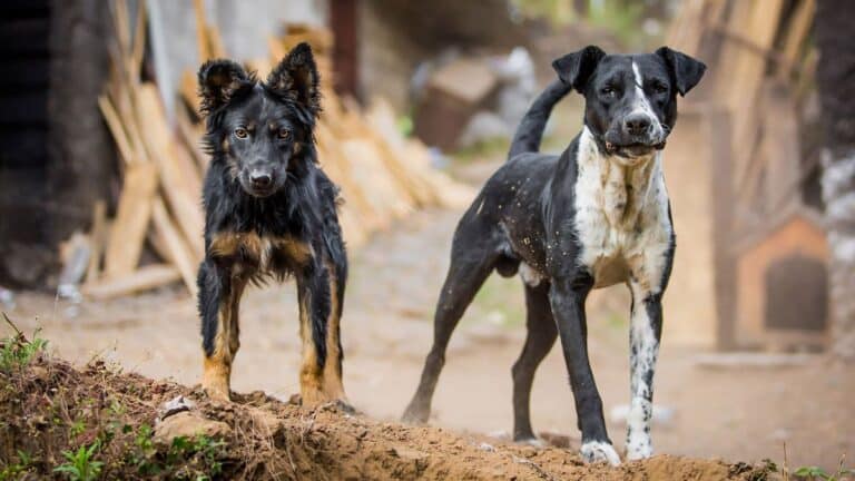 10 Dog Breeds You Don’t Want to Meet in a Dark Alley