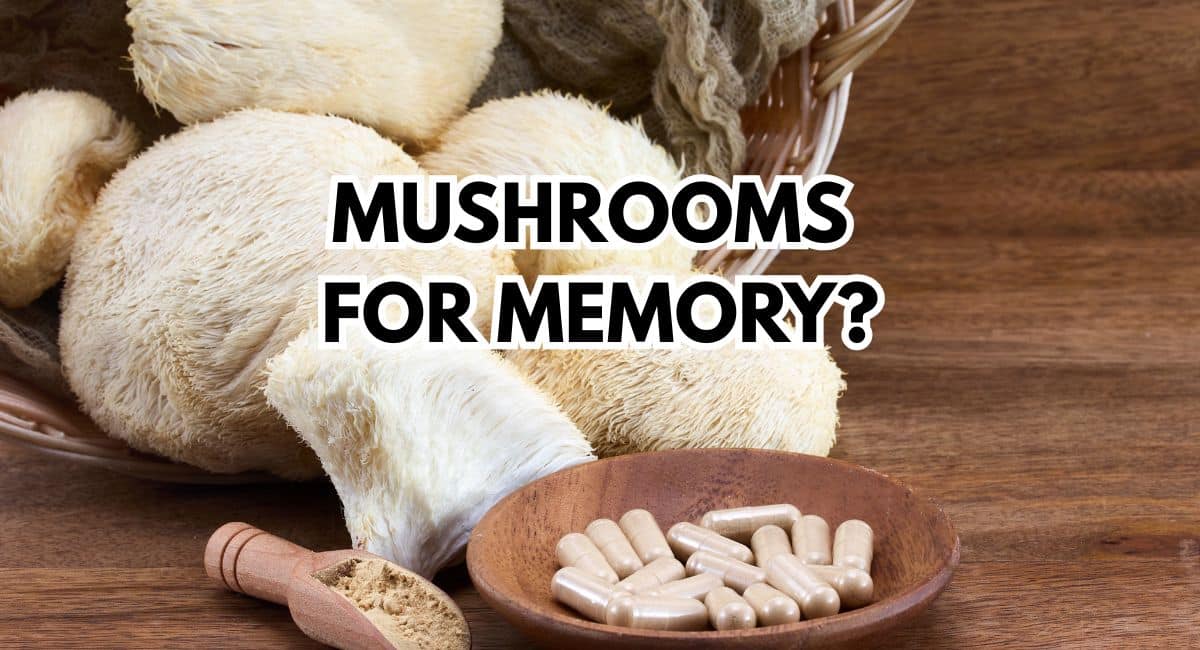 LION'S MANE MUSHROOMS