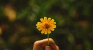 hard truth quotes sunflower