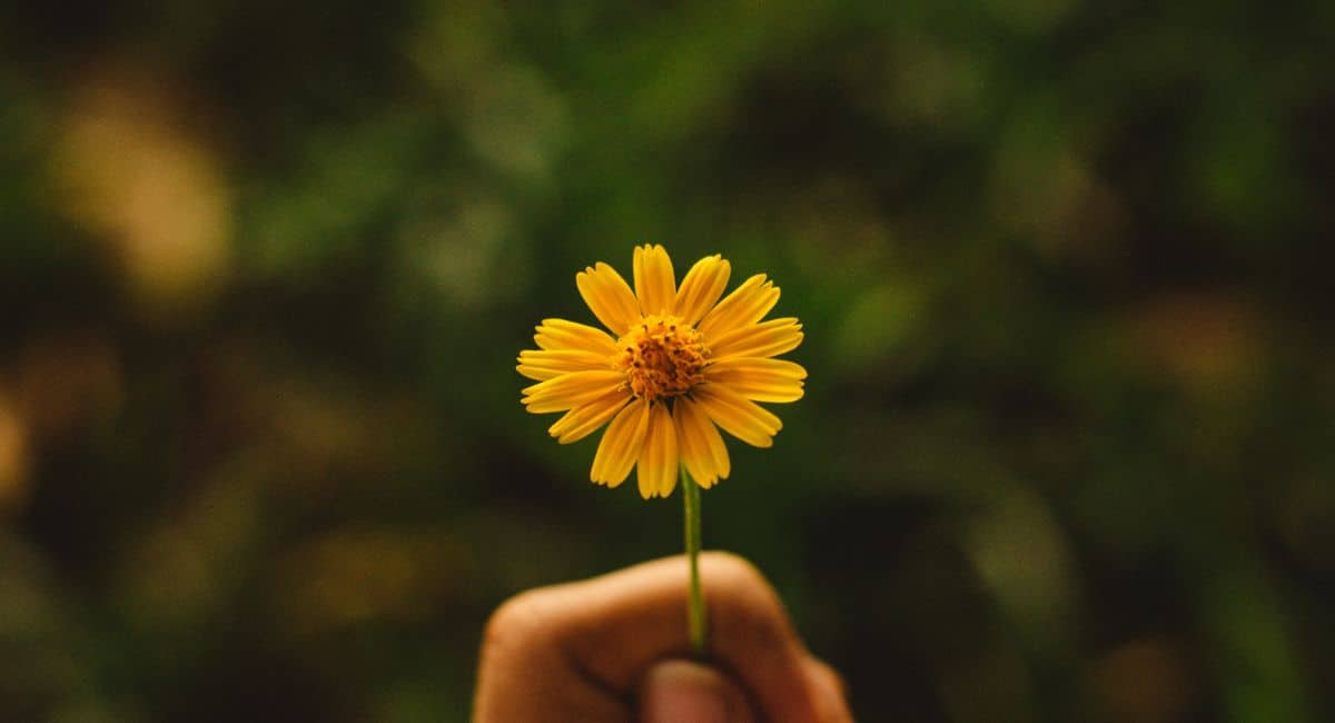 hard truth quotes sunflower